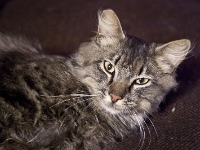 Hermes the Cat 2010 CRW 004